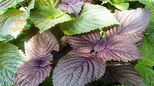  Lá tía tô giúp tẩy tế bảo chết và làm mờ nám hiệu quả.