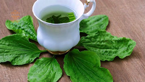  Mã đề dùng để nấu canh hoặc nấu nước uống đều được