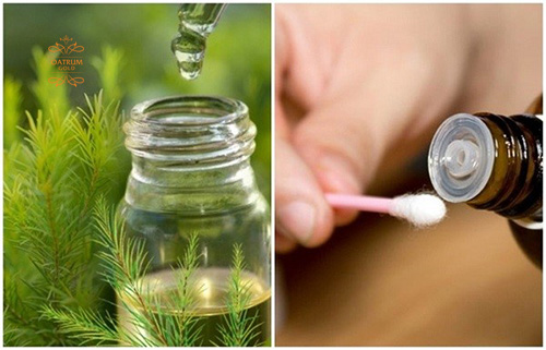  Dầu tràm trà chứa nhiều kháng sinh tự nhiên