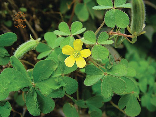  Chữa mụn bọc có mủ bằng cây chua me đất 