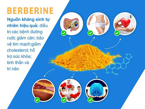  Hoạt chất Berberine được chứng minh đem lại nhiều lợi ích cho sức khỏe con người