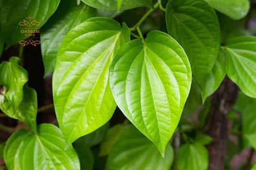 Tinh chất trong lá trầu không có khả năng ức chế hắc sắc tố melanin để xoá nám da.