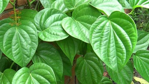 Lá trầu không kích thích sản xuất nhiều collagen xoá mờ tàn nhang hiệu quả.