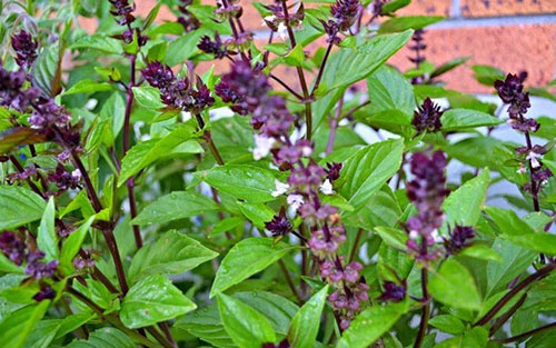  Húng quế và hành tây giúp trị mụn bọc ở vành tai 