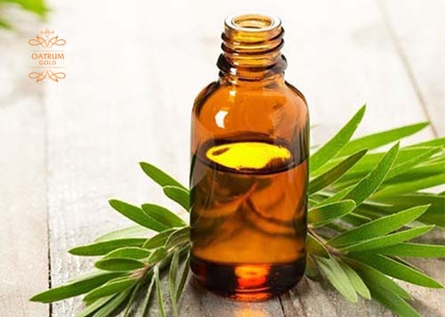  Sử dụng dầu tràm trà 5% giúp loại bỏ mụn trứng cá bọc hiệu quả.