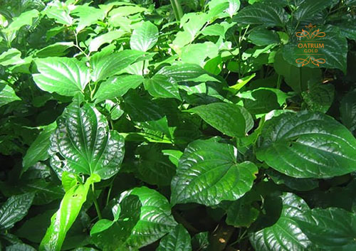 Lá lốt chứa hợp chất phenol giúp khử trùng, kháng khuẩn cho da