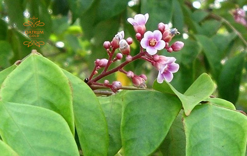 Tắm lá khế giúp giảm triệu chứng trẻ sơ sinh nổi mụn đầu trắng.