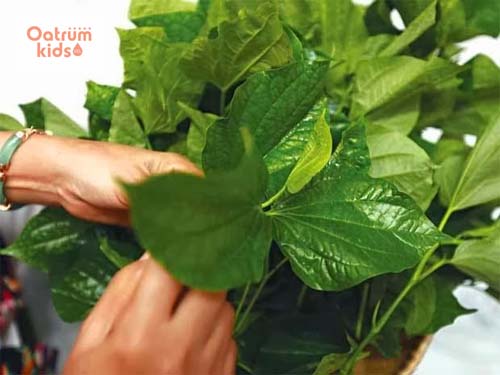 Chữa mồ hôi tay chân ở trẻ em với lá lốt