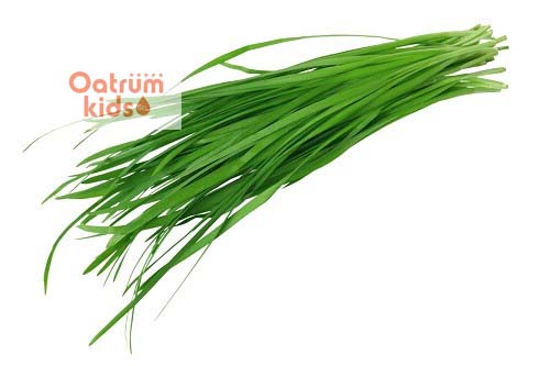 Lá hẹ được trồng phổ biến ở Việt Nam