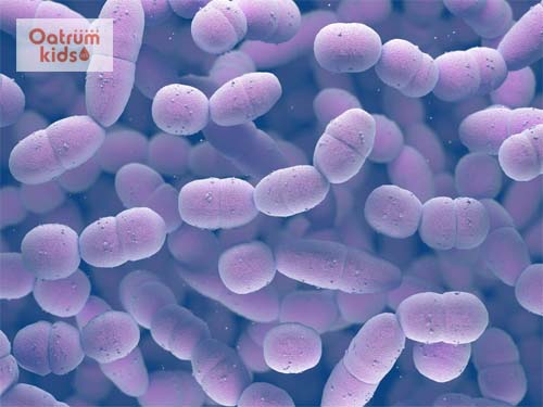  Bệnh phế cầu khuẩn là do một loại vi khuẩn gây nên