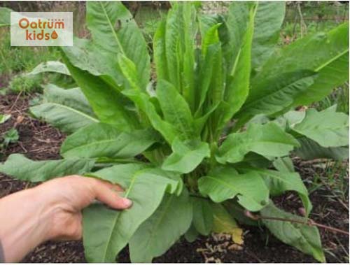  Tắm với rễ cây chút chít vàng