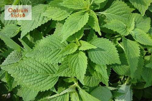  Chữa mề đay cho trẻ bằng lá kinh giới