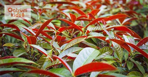  Cách chữa mề đay hiệu quả từ lá đơn đỏ