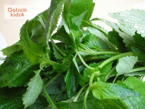  Bị phỏng dạ tắm lá kinh giới