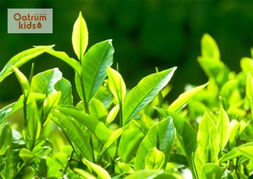 Sử dụng lá chè xanh tắm cho bé sơ sinh giúp trị hăm tã tốt.