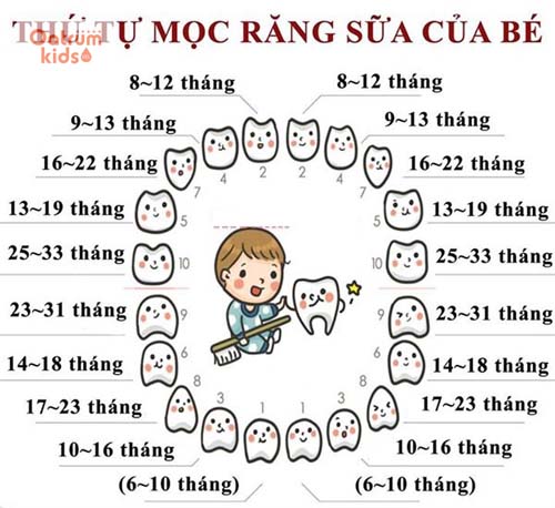 Thời gian mọc răng sữa của bé kéo dài tầm 2 năm và kết thúc trước khi 3 tuổi.