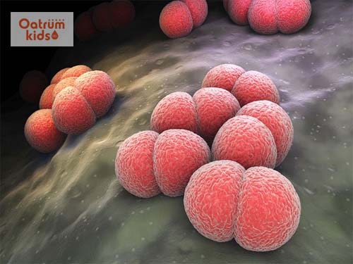  Vi khuẩn Neisseria Meningitidis gây bệnh viêm não mô cầu cho bé