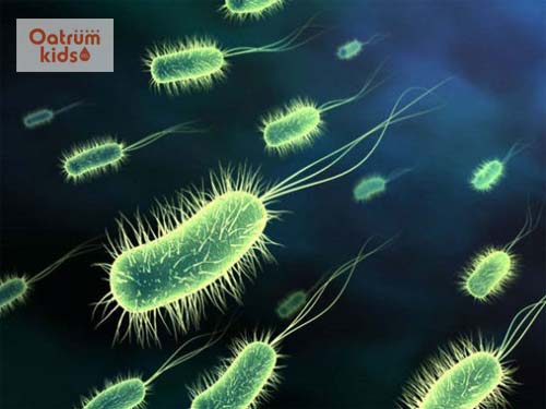  Vi khuẩn E.coli là nguyên nhân phổ biến gây viêm đường tiết niệu ở trẻ em