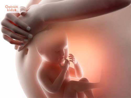  Chỉ số chiều dài xương đùi thai nhi giúp đánh giá sự phát triển của bé trong bụng mẹ.