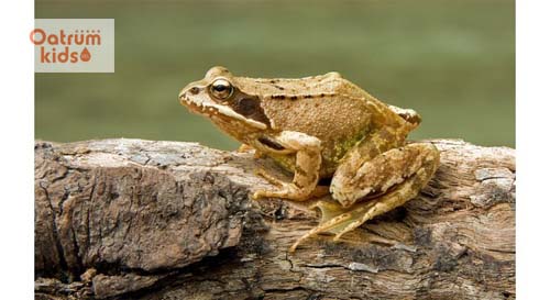  Da ếch có tác dụng giảm đau đớn khi thay băng, giảm nhiễm khuẩn