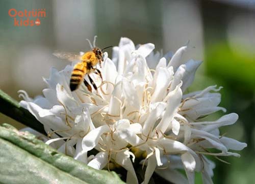 Phấn hoa khiến là tác nhân gây dị ứng ở trẻ