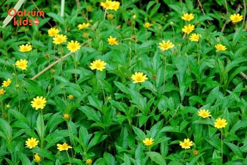 Sài đất có tính mát hỗ trợ điều trị chàm sữa hiệu quả