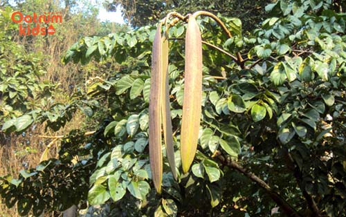 Để chữa chàm sữa đừng quên vỏ cây núc nác