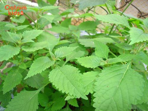 Lá kinh giới – “cứu tinh” của trẻ bị chàm sữa