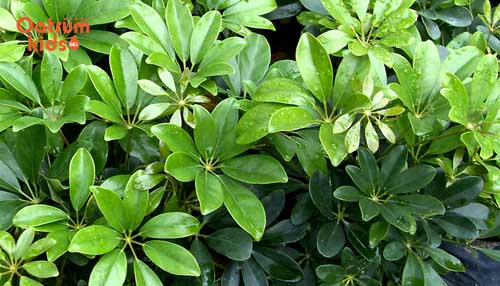 Cây ngũ gia bì, cây sả, húng quế, cây chanh…. chính là “khắc tinh” của muỗi