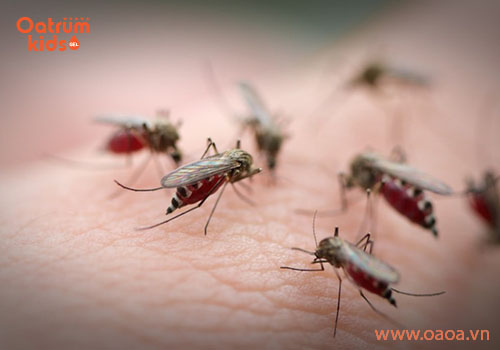 Các nghiên cứu chỉ ra, nhóm máu O có nguy cơ bị muỗi đốt gấp 2 lần nhóm máu B