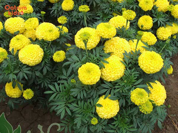 Tinh dầu của cúc vạn thọ giúp đuổi muỗi và giảm sưng ngứa do muỗi đốt