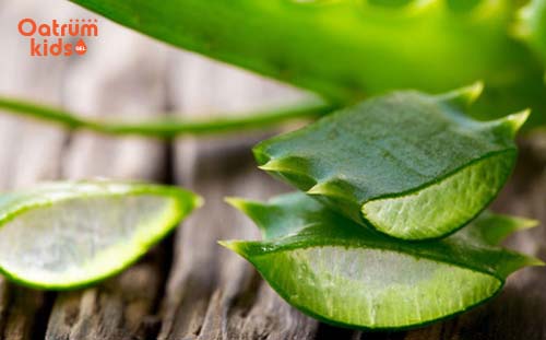 Lô hội giúp trị côn trùng cắn hiệu quả