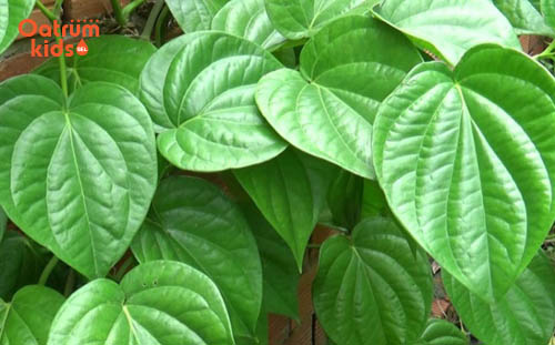 Lá trầu không – giải pháp trị hăm hiệu quả - Trị hăm tã bằng lá trầu không