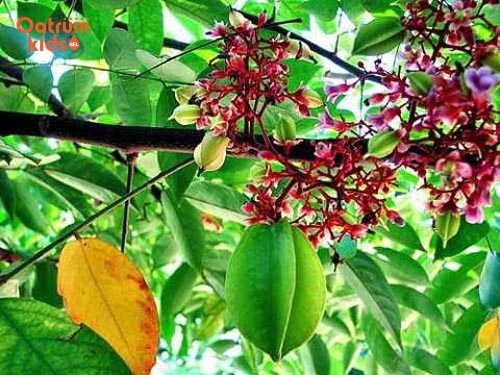 Lá khế lành tính nên an toàn cho trẻ sơ sinh - Trị hăm tã bằng lá khế