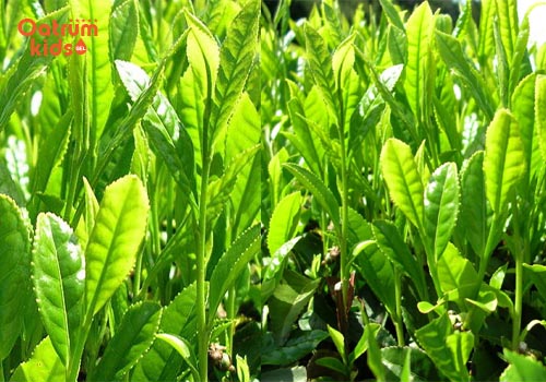 Chè xanh cực hiệu nghiệm với hăm tã - Trị hăm tã bằng chè xanh