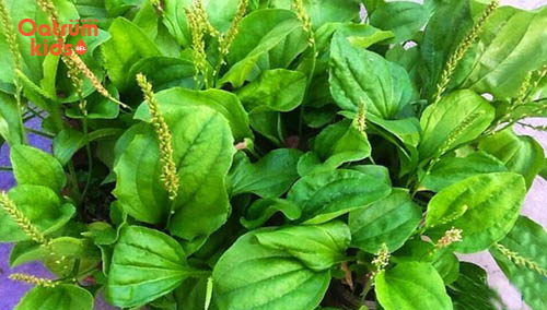 Cây mã đề cũng là “khắc tinh” của hăm tã - trị hăm tã bằng mã đề