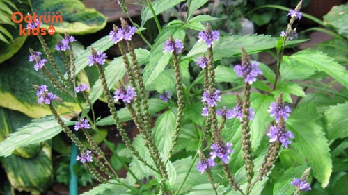 Trị hăm tã đừng quên cỏ roi ngựa - Trị hăm tã bằng cỏ roi ngựa