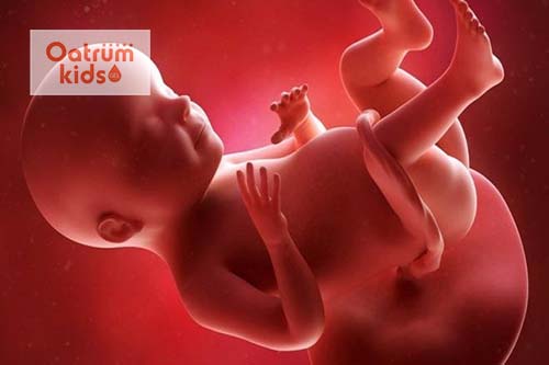 Các bộ phận của thai nhi 23 tuần đã phát triển tương đối cân bằng.