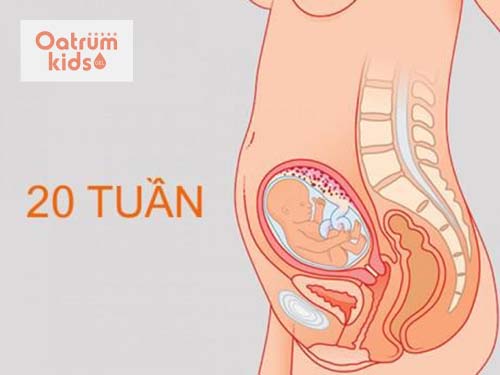  Kích thước của thai nhi 20 tuần tầm như một quả chuối.