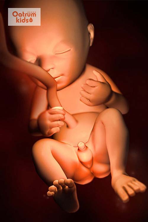  Thai nhi 20 tuần tuổi đã hình thành rõ cơ quan sinh dục.