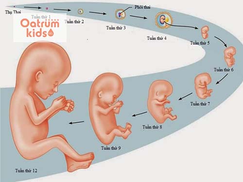 Giai đoạn phôi thai bé sẽ phát triển đầy đủ các bộ phận và cơ quan ban đầu.