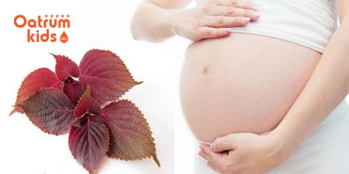  Uống lá tía tô giúp tử cung co bóp nhiều hơn