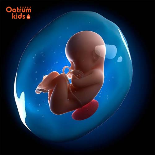  Hình ảnh 3D thai nhi trong bọc điều