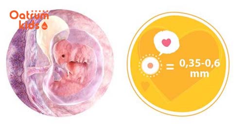  Hình ảnh bụng bầu qua các tháng ở lúc này chưa có gì thay đổi do kích thước thai nhi còn quá nhỏ