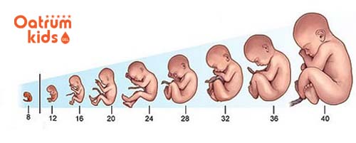  Hình ảnh thai nhi qua các tháng