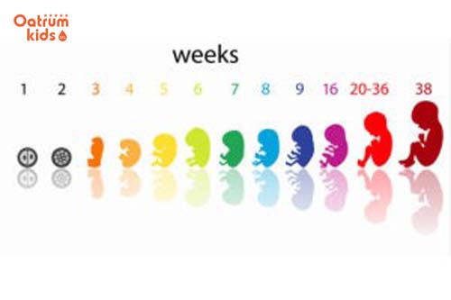  Màu nước tiểu đậm là dấu hiệu nhận biết mang thai bé gái sớm nhất