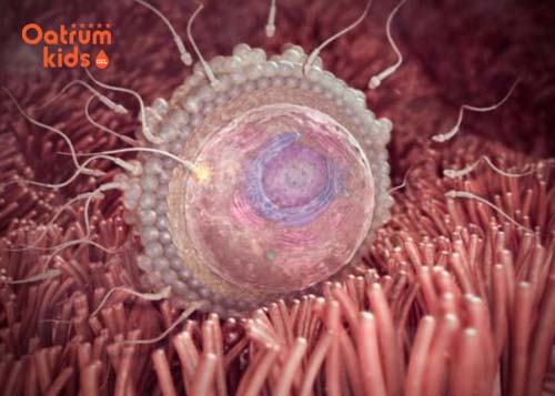 Quá trình trứng thụ tinh và làm tổ.