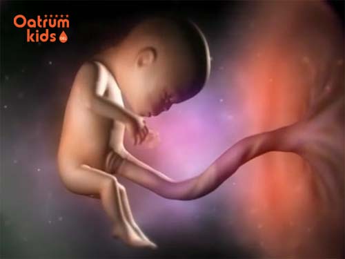  Hình ảnh thai nhi 3 tháng cuối  