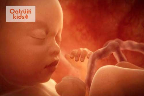  Thai nhi 33 tuần tuổi chủ yếu là ngủ, ít vận động hơn.