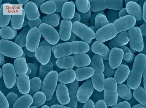  Vi khuẩn Bordetella pertussis là nguyên nhân gây bệnh ho gà